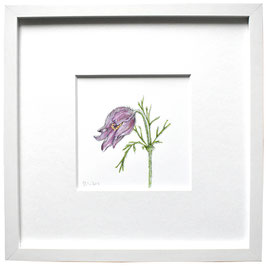 Originales Aquarell Kuhschelle
