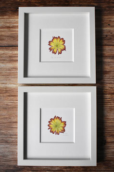 Primelblüte Aquarell