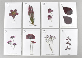 Herbarium Grußkarte rosa/bordaux