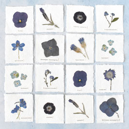 Herbarium Mini echte Pflanze blau/grau