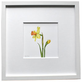 Originales Aquarell Narzisse