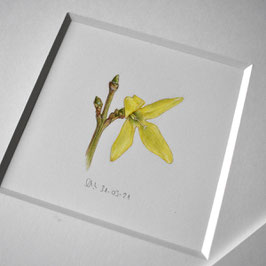 Forsythien Aquarell