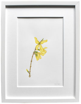 Originales Blüten Aquarell Forsythien