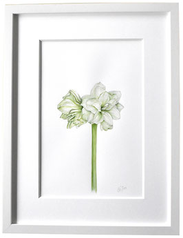 Originales Blüten Aquarell weiße Amaryllis