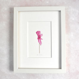 pinke Alpen-veilchenblüte 2 Aquarell