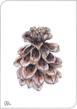 1 Pinienzapfen GRATIS