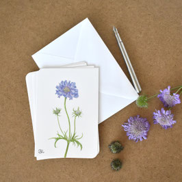 Postkarte Skabiose