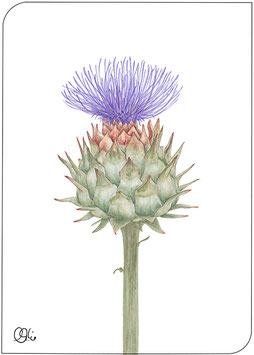 Postkarte Artischocke lila