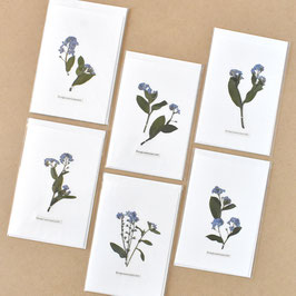 Herbarium Grußkarte Vergiss- meinnicht