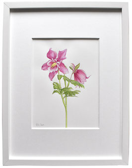 Originales Blüten Aquarell Akelei