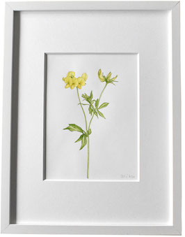 Originales Blüten Aquarell Hornklee