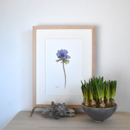 Anemone lila