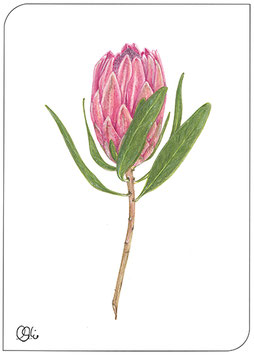 1 Portee Postkarte GRATIS