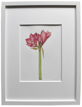 Originales Blüten Aquarell rote Amaryllis