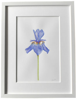 Originales Aquarell Schwertlilie Iris