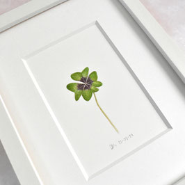 Glücks-kleeblatt 1 Aquarell