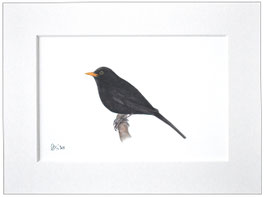 Amsel Wandbild