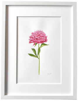 Originales Pfingstrose Aquarell