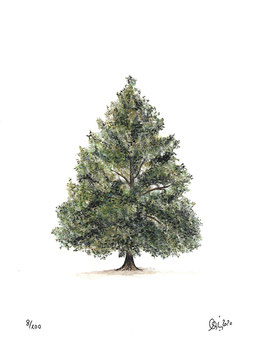 Schein-zypresse Baum