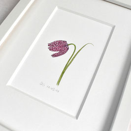 Schachbrett-blume Aquarell