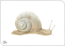 Postkarte Weinberg-schnecke