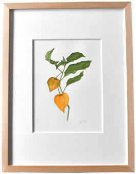 Originales Aquarell Lampion-blume orange