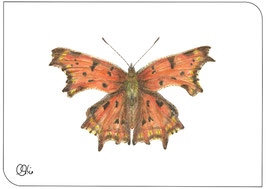 C-Falter Schmetterling Postkarte