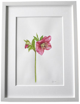 Originales Aquarell Nieswurz