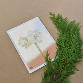 1 Amaryllis silber GRATIS