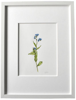 Vergiss-meinnicht Aquarell Original