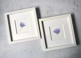 Frühlings-anemonen Aquarell