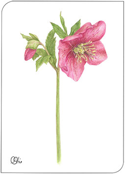 Postkarte Nieswurz  Helleborus