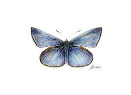 Schmetterling Bläuling blau