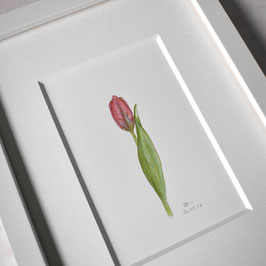 rosa Tulpe 2 Aquarell