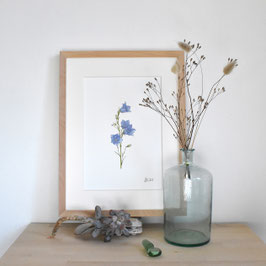 Kunstdruck Glocken-blume lila