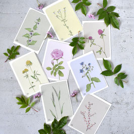 8er-Set Heilpflanzen Postkarten Recycling-papier