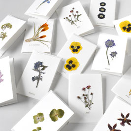 Herbarium-Grusskarten bunte Blumen
