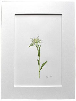 Originales Edelweiß Aquarell
