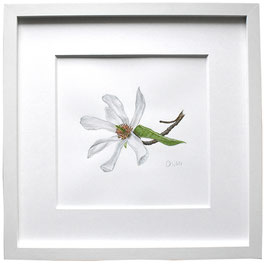 Originales Aquarell weiße Magnolie