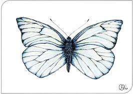 Postkarte Weißling Schmetterling