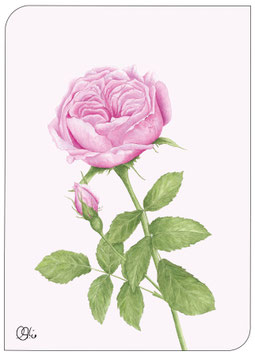 Heilpflanzen Postkarten Damaszener-rose mit Umschlag