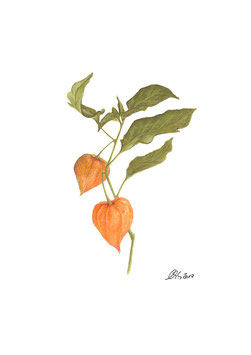 Lampion-blume orange