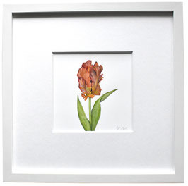 Originales Papageien-tulpe Aquarell