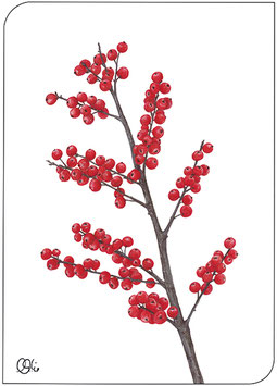 Postkarte Ilexzweig rot