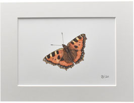 Kunstdruck Kleiner Fuchs Schmetterling orange