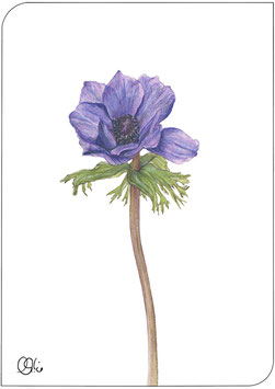 Postkarte Anemone lila