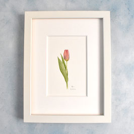 rosa Tulpe 1 Aquarell