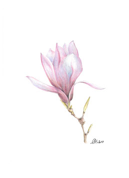 Magnolie Fineart Print  rosa