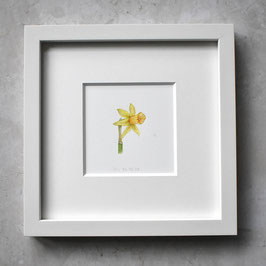 kleine Narzisse Aquarell