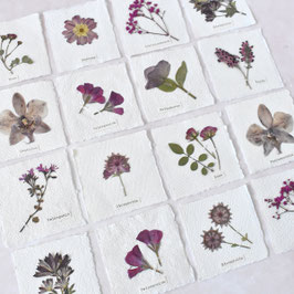 Herbarium-Mini echte Pflanze rosa-rot